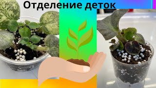 Отделение деток от материнского листа//Separating babies from mother leaf