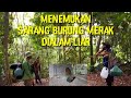 Menemukan Sarang Burung Merak Di Alam Liar Hutan Aceh