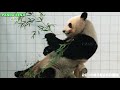 大歓声から始まる優浜のパンダラブツアー🐼 4kupconvert アドベンチャーワールド4k