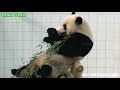 大歓声から始まる優浜のパンダラブツアー🐼 4kupconvert アドベンチャーワールド4k