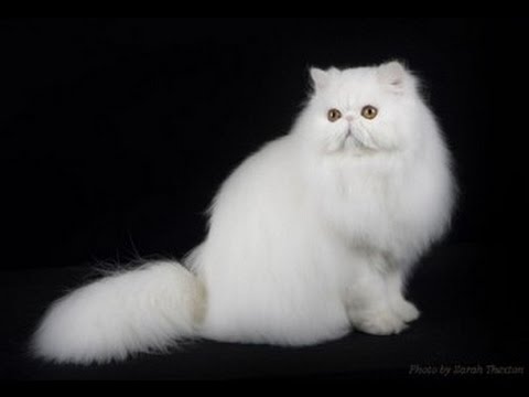 How to Keep Pets off the Furniture | Pets & Animals | MSB How to Keep Pets off the Furniture | Pets & Animals | MSB