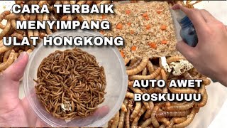 KUNCI ULAT HONGKONG AWET GA GAMPANG MATI PAKAI CARA INI !!