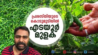 പ്രശസ്തിയുടെ നെറുകയിൽ എടയൂർ മുളക് | ഭൗമ സൂചിക പദവി |മലപ്പുറം | Edayur Mulak|Malappuram|Kizheppadan