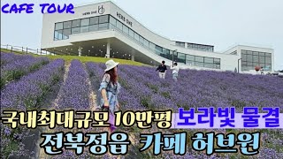 [국내최대규모 라벤더 10만평 허브원 카페투어☕]6월에 꼭가봐야할 전북정읍 허브원라벤더축제 .카페 허브원.국내최대규모에 입이떡벌어지는 라벤더축제.보라빛물결. 보라로물든 라벤더꽃밭@