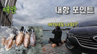 사람 많은 갯바위 피해 내항 탐사중 만난 사이즈 좋은 갑오징어