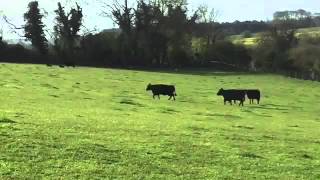 Wessex Lowlines - the nursery field