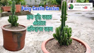 Fairy Castle Cactus : How to grow easily. মাটি তৈরি প্রতিস্থাপন ও পরিচর্যা।