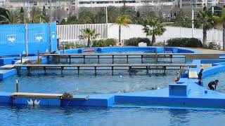 Spain Valencia Oceanografic Dolphinarium dolphin show 9