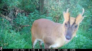 Reeves muntjac buck up close..