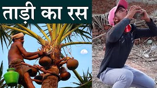 Juice of toddy palm | Palmyra palm juice natural alcohol || ताड़ी पिने के फायदे ||  Palm Fruit