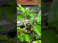 100. Update pertumbuhan Bahan Bonsai Buni Hasil sambungan #shorts video @Putoe Soemi