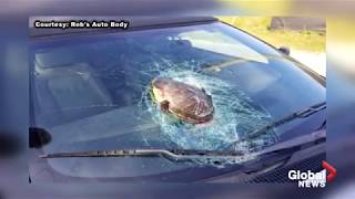Flying turtle smashes into man’s vehicle, shattering windshield while cruising down highway