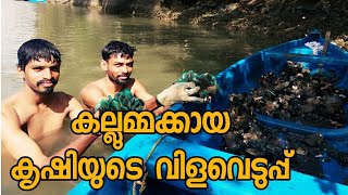 കല്ലുമ്മക്കായ കൃഷി | Mussel Farming | Mussel Farming India