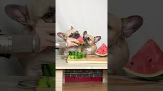 Dogs Go Crazy Over Watermelon | Watermelon ASMR