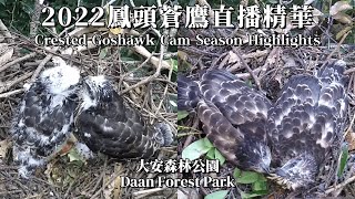 2022鳳頭蒼鷹直播精華 Crested Goshawk Cam Season Highlights - 大安森林公園 Daan Forest Park