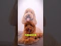 如何修剪一只cavoodle卡布犬？ 澳洲国民爱犬cavoodle美容造型讲解 how to groom a cavoodle pet grooming training pet grooming