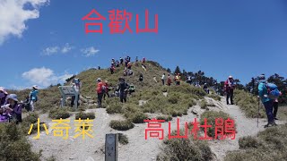 合歡山賞高山杜鵑～合歡山壯麗的群峰山脈，粉嫩的杜鵑花海美的如人間仙境般，小奇萊步道挑戰體力～明年花季再見喔。拍攝時間    2022.4.28