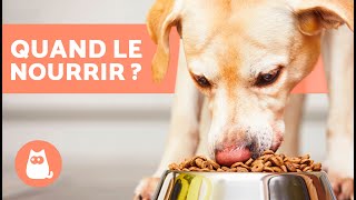 Quand nourrir son chien ? 🐶🥩 (Repas et Horaires)