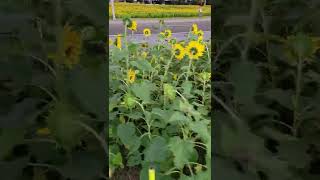 大佳河濱公園向日葵花海