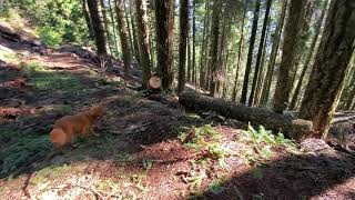 Rolling logs off the Grayback Mountain Trail