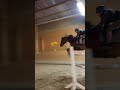 guess the high🔥😍 horse pferdesport equestrian pferdem herzenspferd pferde pferdetraining edit