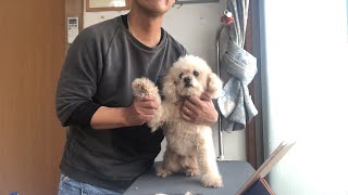 珍しくトイプードルをトリミング【ヨークシャーテリア専門犬舎チャオカーネ】