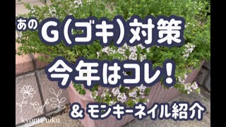 【多肉植物】G対策にアロマティカスとタイム