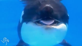 Seaworld Will Never Breed Orcas Again