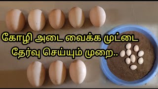 கோழி அடை வைக்க முட்டை தேர்வு செய்யும் முறை../புதிய முட்டையை கண்டறிவது எப்படி../ tamil