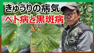 【きゅうりの病気】普及所に調べてもらいました  ベト病と黒斑病