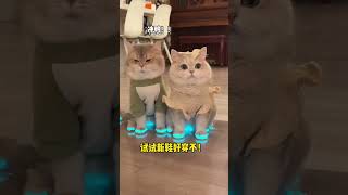 当我给小猫穿鞋子，穿的是发光鞋 #shorts