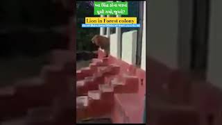 આ સિંહ કોના ઘરમાં ઘૂસી ગયો?Gir Lion in Forest Colony