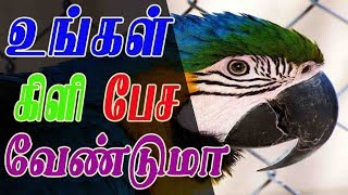 உங்கள் பச்சை கிளி 48 மணி நேரத்தில் பேச வேண்டுமா | how to train parrot to speak in 48 hours