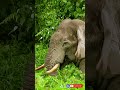 gigantic bull elephant sighting from extreme close distance inside buxa forest shorts 783