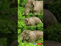 gigantic bull elephant sighting from extreme close distance inside buxa forest shorts 783