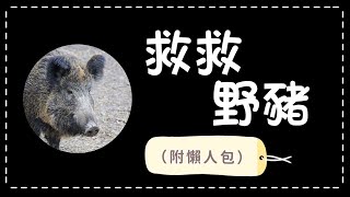 動物新聞🐙｜救救野豬🐗｜野豬襲擊事件懶人包｜漁護署落「殺野豬令」