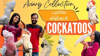 ലക്ഷങ്ങൾ വിലയുള്ള Cockatoos🔥||നമ്മുടെ കുസൃതിക്കാരി😍||New Birds of Our Aviary||Exotic Birds