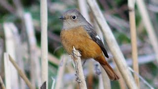 きょう見た鳥 ジョウビタキの若鳥とミヤマホオジロがいた 2016/01/31