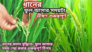 ধানের ফলন বৃদ্ধিতে ফুল আসার সময়টা ভীষণ গুরুত্বপূর্ণ | ধানে ফুল ফোঁটার সময় করনীয়? |  Rice Cultivation