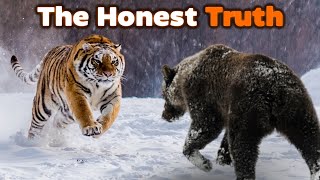 GRIZZLY BEAR vs TIGER - The Honest Truth