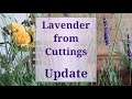 Lavender from Cuttings Update