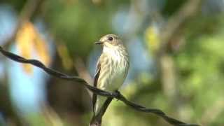 野鳥撮影・ エゾビタキ　Grey-streaked Flycatcher