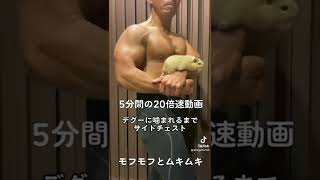 モフモフとムキムキのデグーに乳首噛まれるまでサイドチェストした動画で