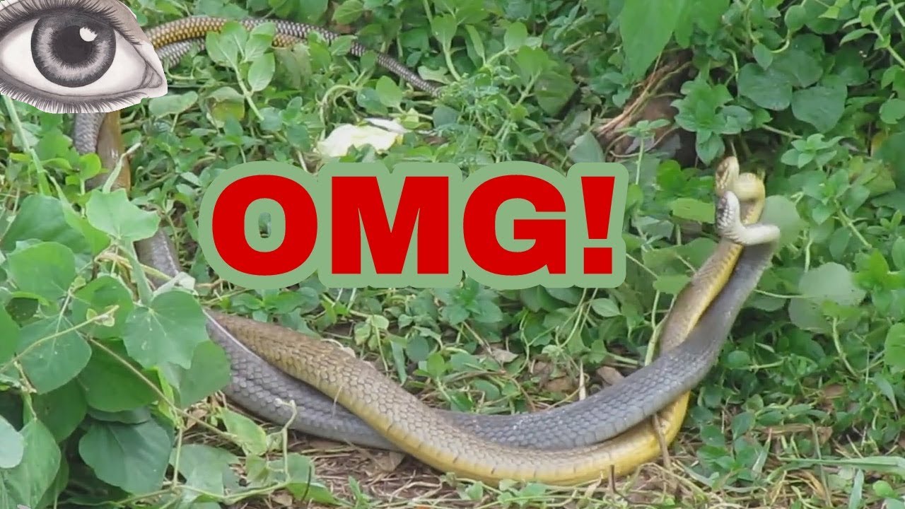 Snake Fight To Death, Cobra Fight, King Cobra Vs Black Mamba Fight ...