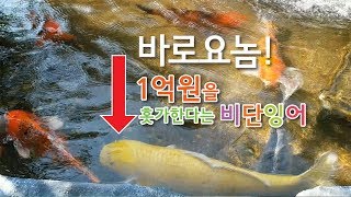 옥상에서 키우고 있는 1억원짜리 비단잉어