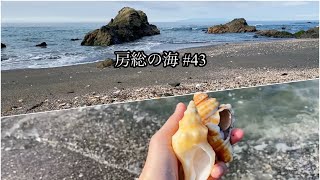 房総の海 #43  ヒメイトマキボラ/オミナエシダカラ/ミノガイ/ハナマルユキ/ハツユキダカラ/カコボラ/