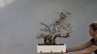 #249 Carpinus orientalis / Anima Bonsai Studio