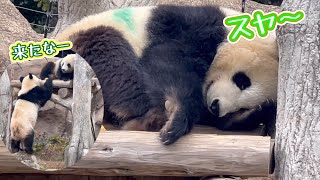 櫓の上で可愛く寝ていたシャオくん🐼レイちゃんが来たら覚醒❗️ 1月11日　ueno zoo panda