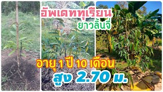 EP_035 บ้านสวนพิรดา - อัพเดททุเรียนยาวลิ้นจี่รุ่นแรก อายุ 1 ปี 10 เดือน สูง 2.70 เมตร