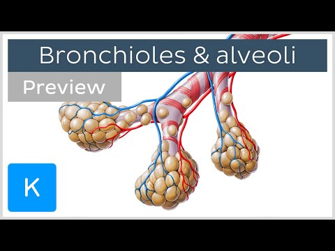 Why are alveoli so important?